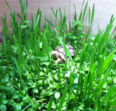 (image for) Grazing Tortoise Seed Mix 1 lb